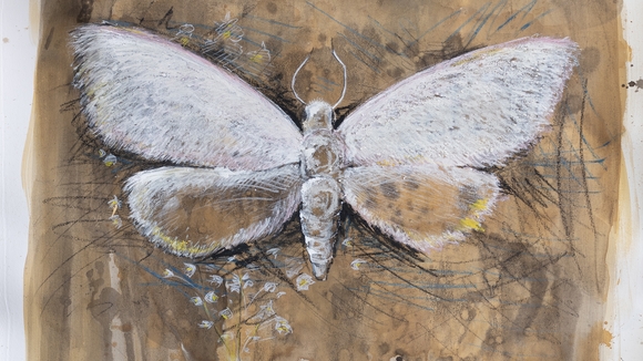 detail of menilys muse, painting of white moth on brown background