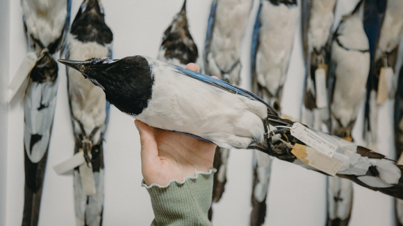 A hand holds up a taxidermy bird, and there is a row of taxidermy birds on the wall behind the hand.
