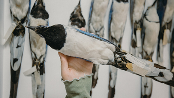 A hand holds up a taxidermy bird, and there is a row of taxidermy birds on the wall behind the hand.