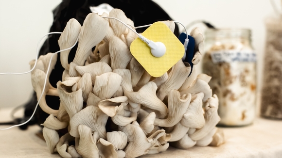 color photo of a mushroom connected to sensor pads
