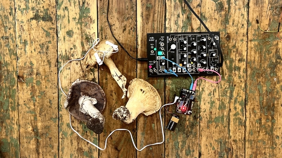 overhead color image of mushrooms connected to a sound system