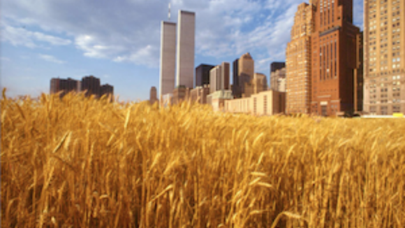 A wheatfield from a low angle with a skyline in the background
