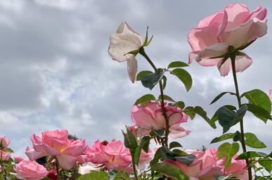 Close up of pink roses in front of a grey blue sky with clouds