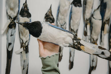 A hand holds up a taxidermy bird, and there is a row of taxidermy birds on the wall behind the hand.