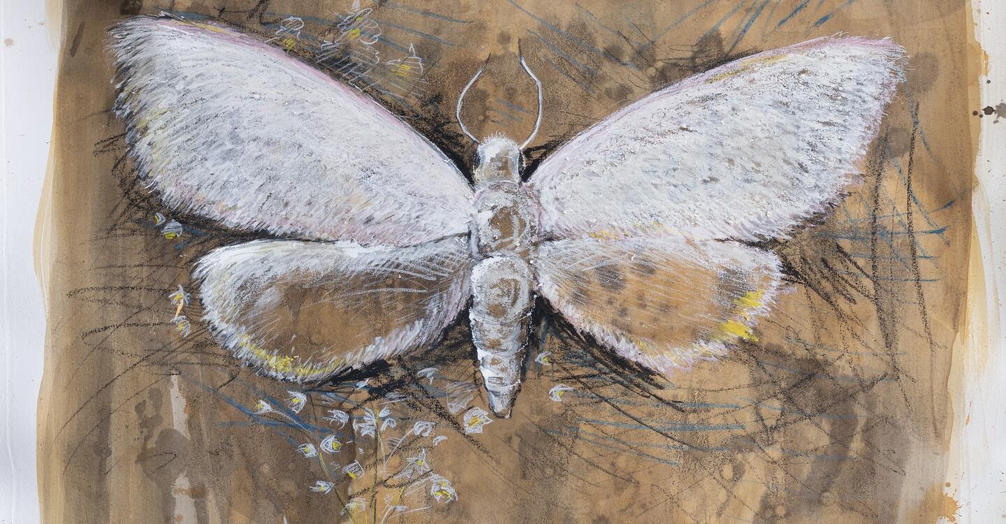 detail of menilys muse, painting of white moth on brown background