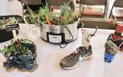 plants growing in shoes, crockpots, and bowls