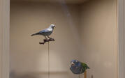 Three taxidermy birds in a case: "Moore Lab Birds" courtesy of the Moore Zoology Lab.