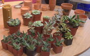 Potted succulents on a table