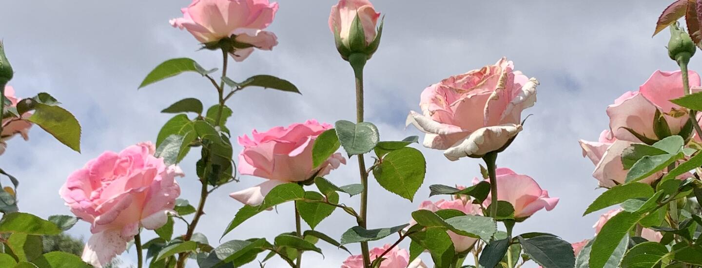 Close up of pink roses in front of a grey blue sky with clouds