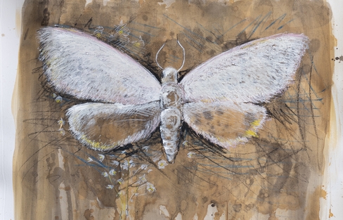 detail of menilys muse, painting of white moth on brown background