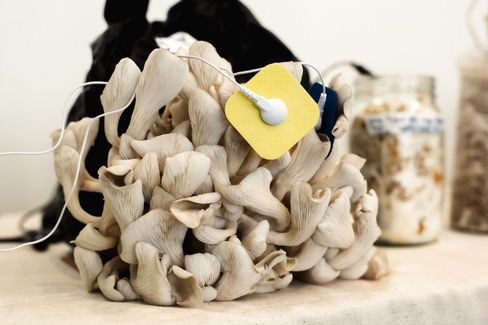 color photo of a mushroom connected to sensor pads