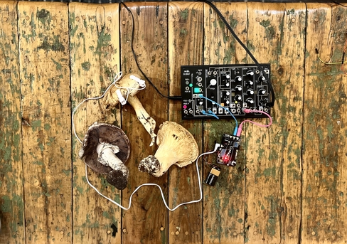 overhead color image of mushrooms connected to a sound system