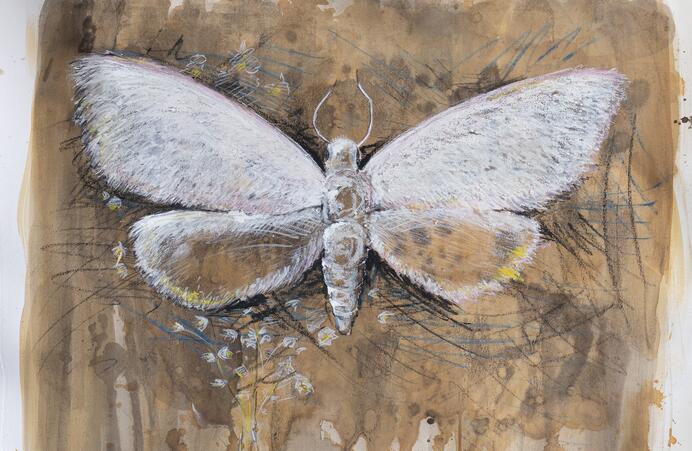 detail of menilys muse, painting of white moth on brown background